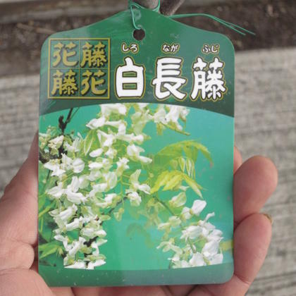 白長藤【白藤苗】　白色の藤のお花　2024年5月開花予定の苗