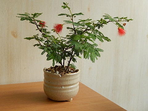ヒネムプレゼント用鉢花緋ネム盆栽