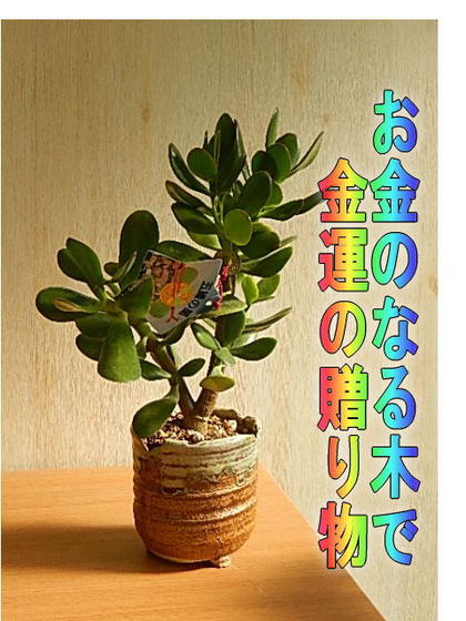 有金運アップ金のなる木多肉植物 【観葉植物】花月のサムネイル