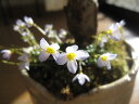 自宅でお花見が楽しめる2023年4月頃開花お花見桜盆栽サクラ盆栽　　 贈り物や誕生日プレゼントに桜盆栽と山野草寄せ植え鉢植え花芽付の桜盆栽となります。