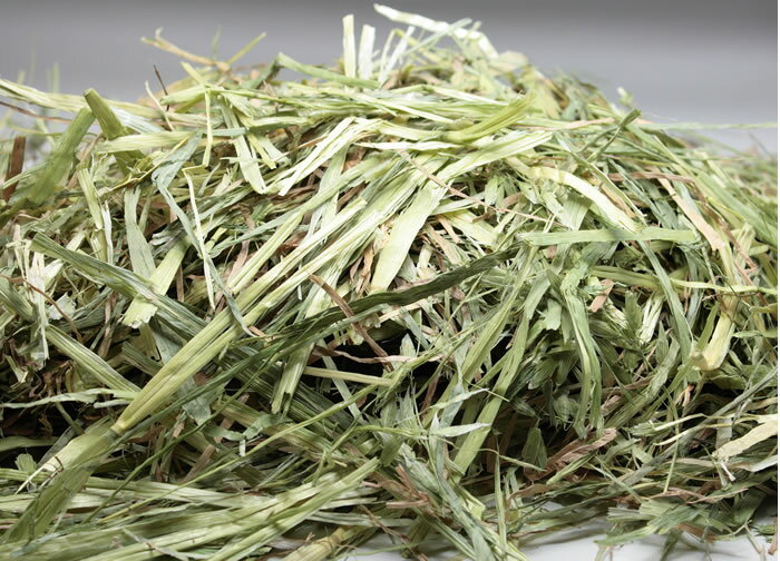 牧草市場 オーツヘイ スーパープレミアムグレード 2022春夏新作 500g×2パック 1kg 牧草市場 オーツヘイ スーパープレミアムグレード 2022春夏新作 500g×2パック 1kg