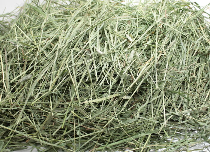 牧草市場 USチモシー2番刈り牧草ダブルプレス プレミアム 500g×2パック 1kg NEW売り切れる前に☆ 牧草市場 USチモシー2番刈り牧草ダブルプレス プレミアム 500g×2パック 1kg NEW売り切れる前に☆