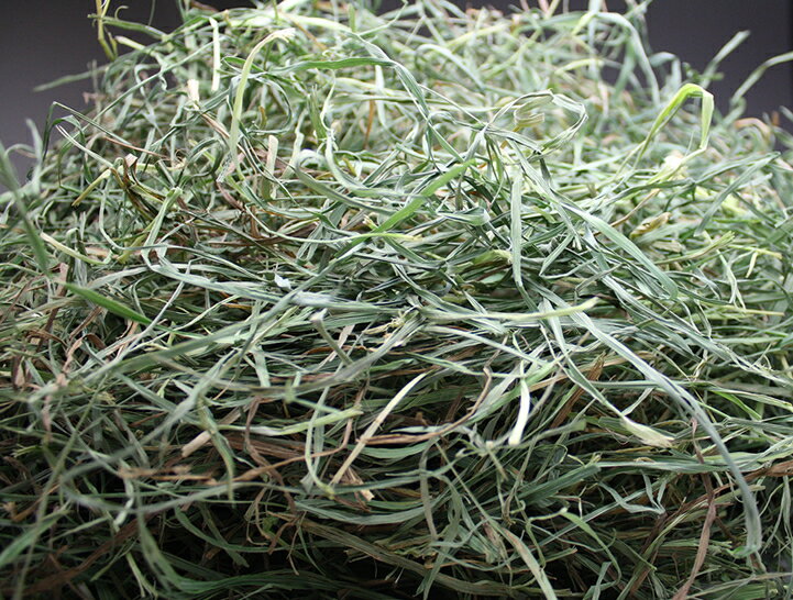 牧草市場 USチモシー3番刈り牧草スーパーソフト1kg Rakuten ソフトチモシー 500g×2パック 牧草市場 USチモシー3番刈り牧草スーパーソフト1kg Rakuten ソフトチモシー 500g×2パック