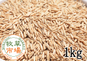 牧草市場 殻付き えん麦 1kg(殻つきエン麦)【小動物・鳥用】