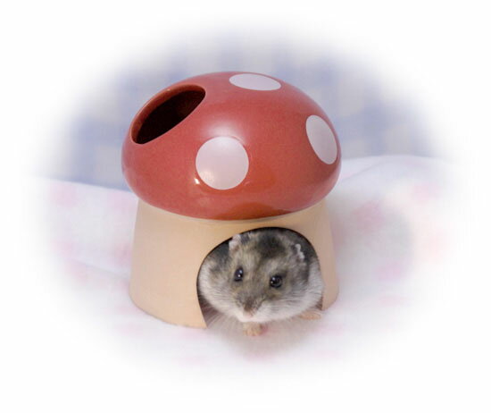 �����ʥ��󥳡��� �ǾƤ��ϥ������Τ�