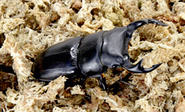 �����ʥ��󥳡����ݼ��ޥå�30g