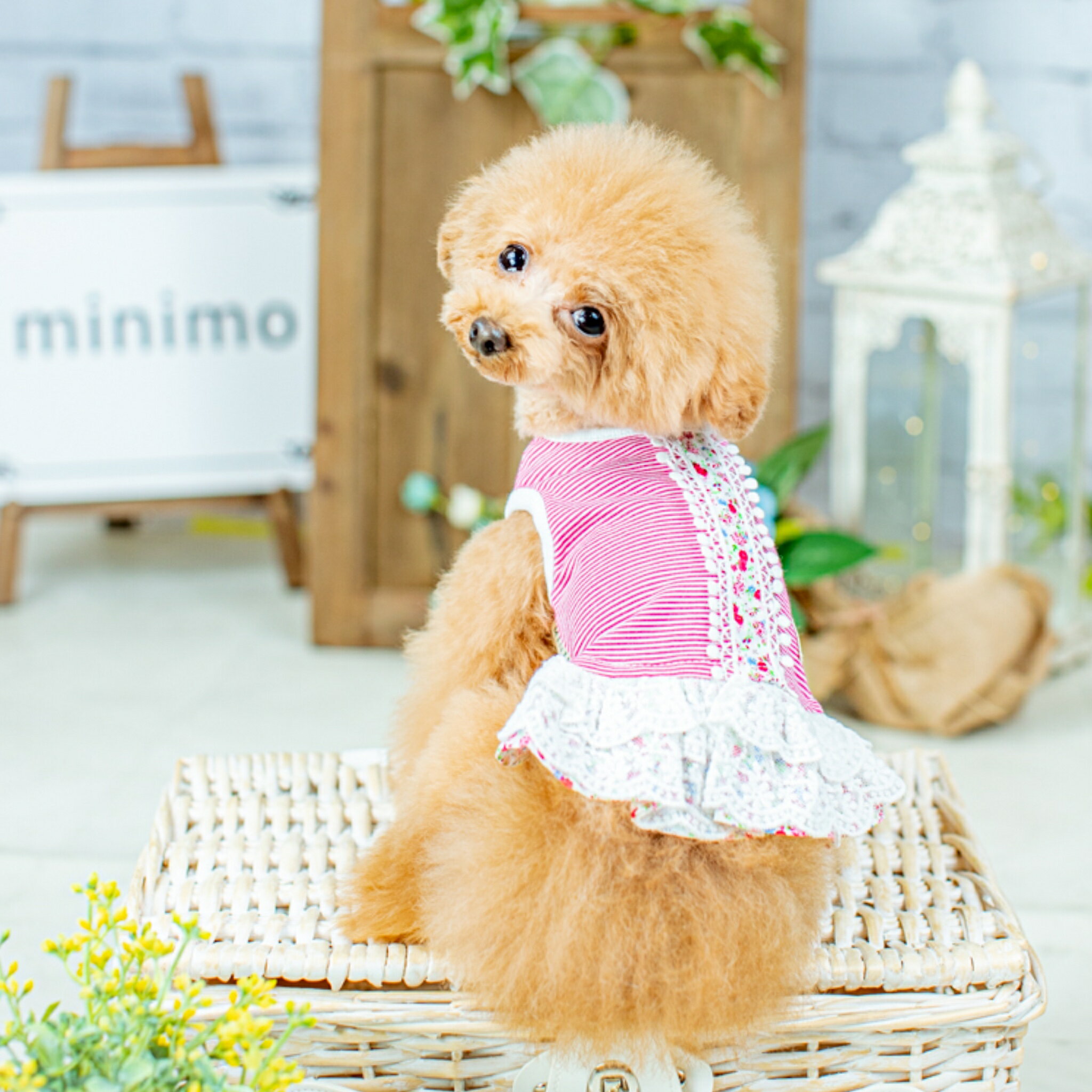 犬の服 可愛い 犬ウェアminimo Dog Wear ワンピース 犬ワンピース かわいい 犬 服 高品質 夏服 犬洋服 犬用服 ドッグウエア ドッグウェア 小型犬 女の子 ペットウエア ブランド イエロー レース ミニモ Minimo Xxl ワンピ ペット服 ボーダー トイプードル チワワ 送料 犬の服 可愛い 犬ウェアminimo Dog Wear ワンピース 犬ワンピース かわいい 犬 服 高品質 夏服 犬洋服 犬用服 ドッグウエア ドッグウェア 小型犬 女の子 ペットウエア ブランド イエロー レース ミニモ Minimo Xxl ワンピ ペット服 ボーダー トイプードル チワワ 送料