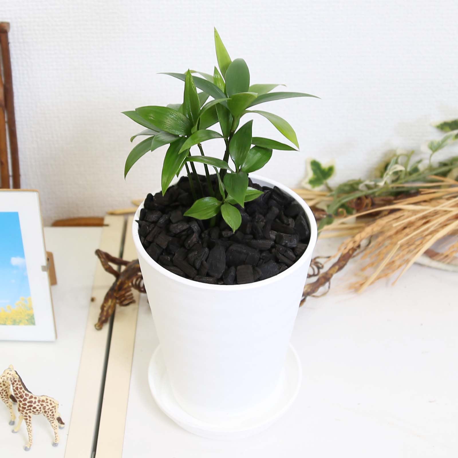 観葉植物 ナギの木 4号 丸形 セラ ホワイト プラスチック鉢 皿付き 縁起の良い木 卓上 インテリア おしゃれ 土の表面 竹炭仕上げ