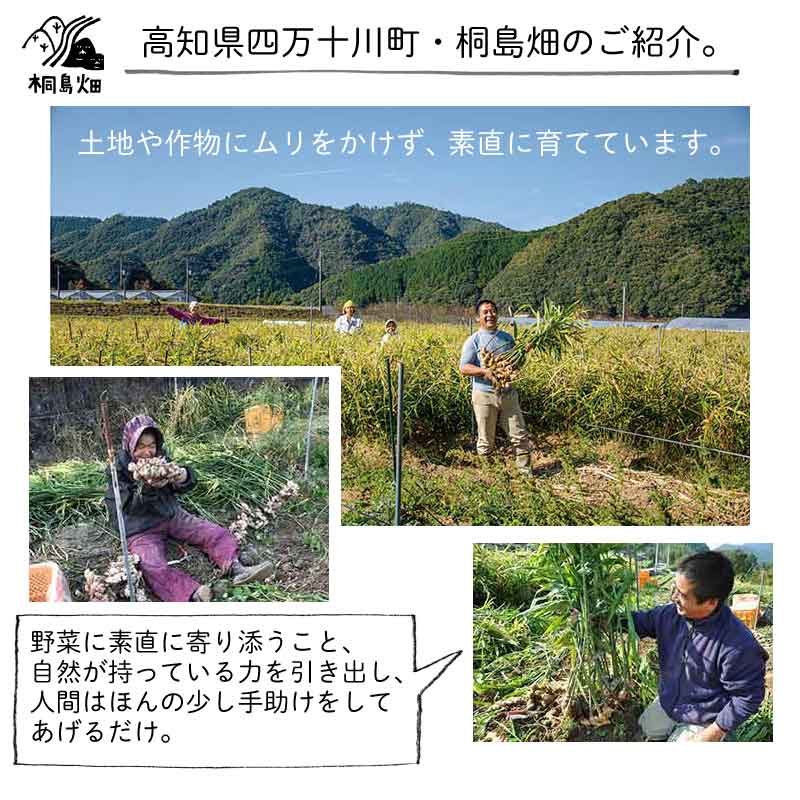 桐島畑のジンジャーシロップ　480g入り　高知県四万十川町産しょうが　生姜シロップ　しょうがシロップ みのりの里 3