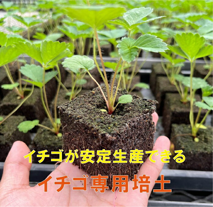 【イチゴ栽培/イチゴ栽培キット　キット/施設園芸　イチゴ栽培/セル苗　イチゴ栽培/挿苗】【イチゴ栽培/イチゴ栽培キット　キット/施設園芸　イチゴ栽培/セル苗　イチゴ栽培/挿苗】