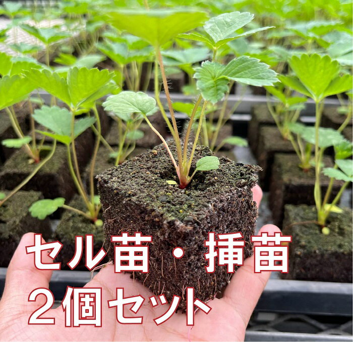 【イチゴ栽培/イチゴ栽培キット　キット/施設園芸　イチゴ栽培/セル苗　イチゴ栽培/挿苗】【イチゴ栽培/イチゴ栽培キット　キット/施設園芸　イチゴ栽培/セル苗　イチゴ栽培/挿苗】