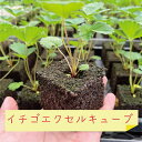 【イチゴ生産者/イチゴ栽培　イチゴ栽培資材/イチゴ菜園　エクセルキューブ/イチゴ イチゴエクセルキューブ/イチゴ】※セットにペグ（ランナーピン）は含まれておりません。 > > 【イチゴ生産者/イチゴ栽培　イチゴ栽培資材/イチゴ菜園　エクセルキューブ/イチゴ イチゴエクセルキューブ/イチゴ】