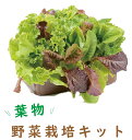 【送料無料】子どもも簡単にできる！家庭菜園（水耕栽培）キット『私の畑』(トレイタイプ) ベランダ菜園 サニーレタ…