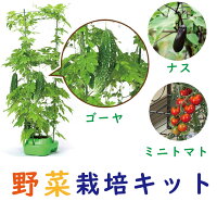 【送料無料】子どもも簡単にできる！ 家庭菜園（水耕栽培）キット『私の畑』(ポッ...