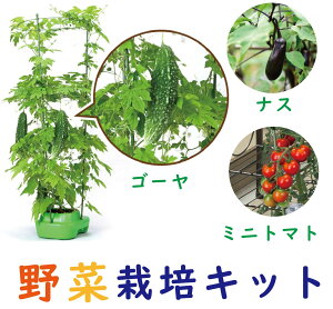 家庭菜園｜ベランダで育てられる野菜や果物はありますか？