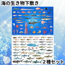 ザ・アクセス 下敷き A4 魚 2種セット 深海 サメ 鮫 大全 水族館 お魚 送料無料
