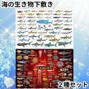 ザ・アクセス 下敷き A4 魚 2種セット サメ 鮫 海の危険生物 大全 水族館 お魚 送料無料