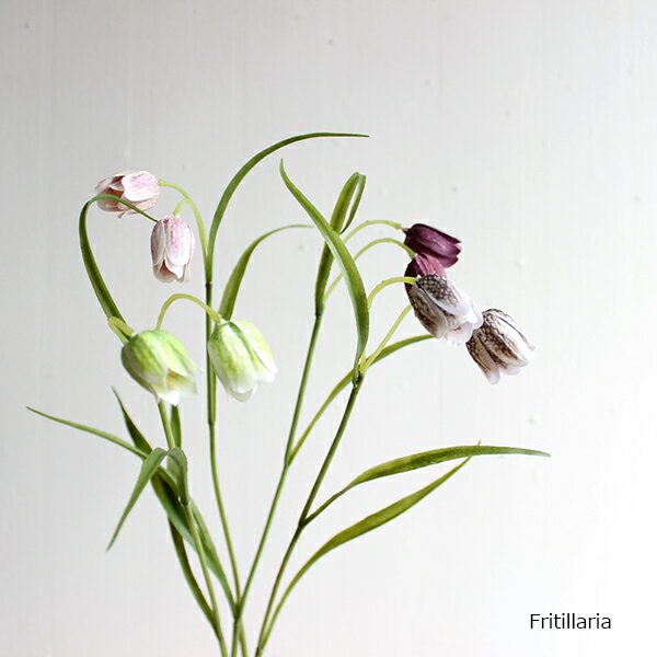 t`A EN Fritillaria  tFCNt[ a fBXvC  IWi