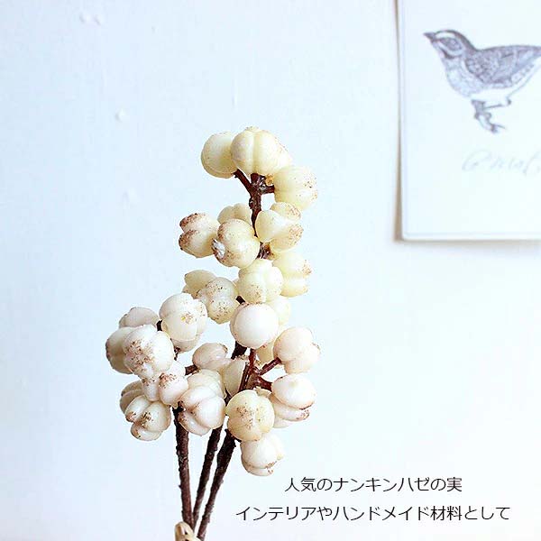 紅葉が綺麗な ナンキンハゼ とは 花や実の特徴から育て方をご紹介 暮らし の