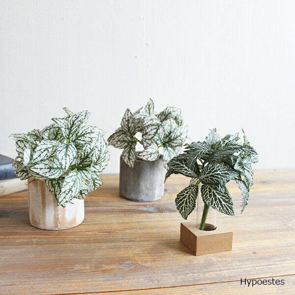 ヒポエステス Hypoestes 造花 インテリア フェイクグリーン フェイクフラワー