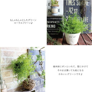 Greenfountain*コーラルファーン【造花】【CT触媒】【消臭効果付き】41731