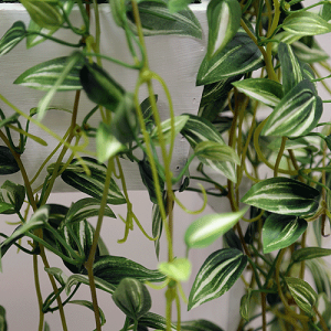 グリーン・トラディスカンティア吊下タイプスクエア鉢造花観葉植物光触媒CT触媒フェイクグリーン10P05Dec15