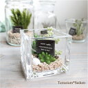 テラリウム セダム Terrarium 多肉植物 フェイクグ...