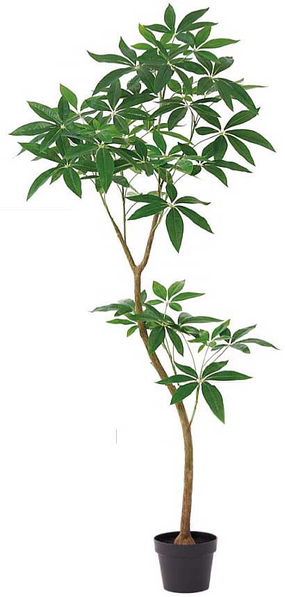 【SALE 数量限定】asca 観葉植物 パキラ 155cm ポット付 造花 (通常価格 26400円) フェイクグリーン 人工観葉植物 ディスプレイ 装飾 空間美 リアル