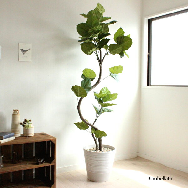 【スーパーセール限定】ウンベラータ 155cm White 造花 観葉植物 フェイクグリーン 大型 ディスプレイ 装飾 オリジナル リアル 御祝い お祝い 開店 開業 新築 送料無料 (北海道 東北 沖縄 有料）ディスプレイ 装飾 オリジナル リアル 御祝い お祝い 開店 開業 新築のサムネイル
