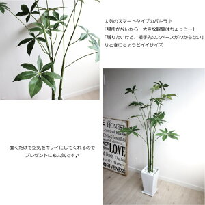 パキラ105cm3本立白鉢光触媒/CT触媒観葉植物造花大型人工観葉植物フェイクグリーン(北海道東北沖縄別途有)【10P26Mar16】