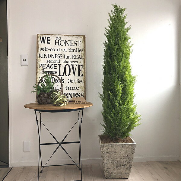 ゴールドクレスト 160cm 白四角鉢 観葉植物 造花 インテリア 消臭 Ct触媒 人工観葉植物 フェイクグリーン開店祝い 引越し祝い 新築祝い お祝い モダン 室内 会社 事務所 自宅 飾り ギフト おしゃれ ゴールドクレスト 160cm 白四角鉢 観葉植物 造花 インテリア 消臭 Ct触媒 人工観葉植物 フェイクグリーン開店祝い 引越し祝い 新築祝い お祝い モダン 室内 会社 事務所 自宅 飾り ギフト おしゃれ
