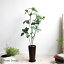 【リニューアル】満点星 ドウダンツツジ 75cm 茶鉢 皿付 K-79 造花 インテリア 観葉植物 大型 CT触媒 フェイクグリーン 重要:北海道、沖縄 送料別途 +1500円