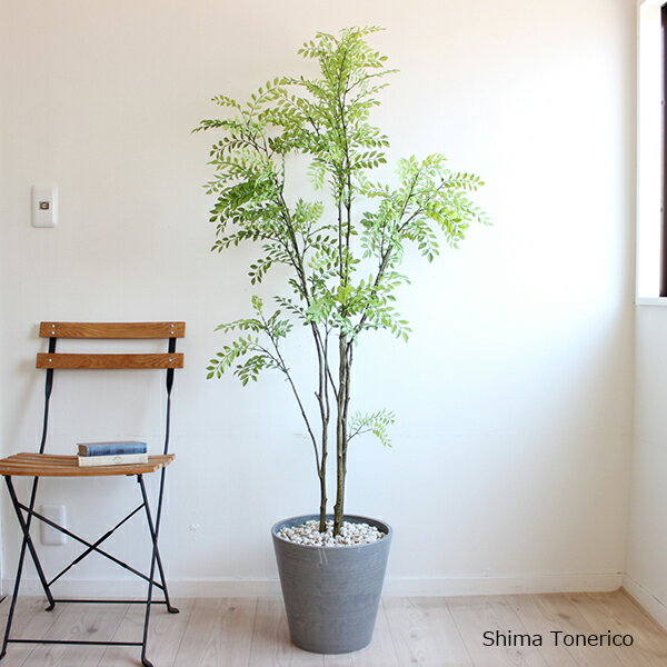 シマトネリコ 150cm 人工観葉植物 造花 フェイクグリーン CT触媒 消臭 (北海道 沖縄 送料別途 +4000円 東北 送料別途 +2000円) 葉っぱ ボリューミー ディスプレイ 装飾 オリジナル リアル お祝い 御祝い 開店 開業 新築