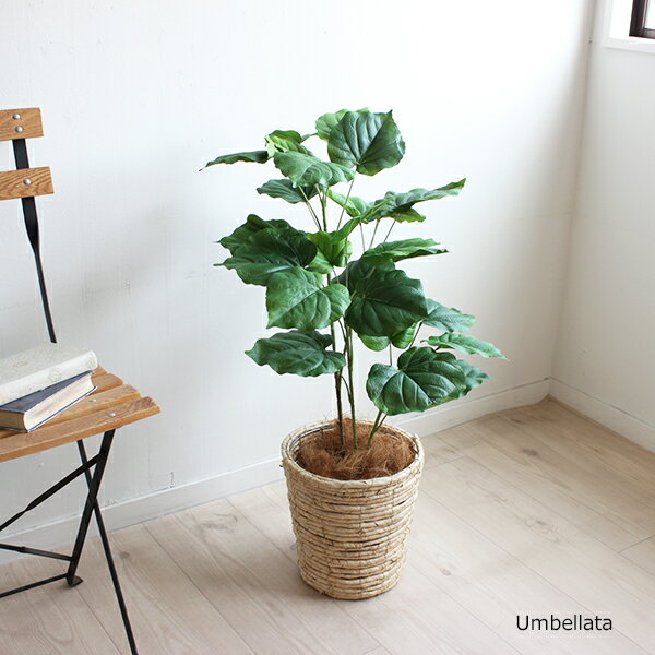 楽天フェイクグリーンのお店 mintcafeSALE 特別価格 観葉植物 ウンベラータ 80cm バスケット ココファイバー付きセット 造花 人工観葉植物 フェイクグリーン CT触媒 （北海道 沖縄 離島 送料別途） リアル カフェ 玄関 リビング オフィス 事務所 ギフト 贈り物 新築 開業 開店