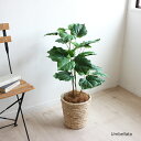 SALE 特別価格 観葉植物 ウンベラータ 80cm バスケット ココファイバー付きセット 造花 人工観葉植物 フェイクグリーン CT触媒 (北海道 沖縄 離島 送料別途) リアル カフェ 玄関 リビング オフィス 事務所 ギフト 贈り物 新築 開業 開店