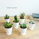 03 ミニミニサキュレントポット 多肉植物 Succulent 造花 CT触媒 消臭 ギフト プレゼント
