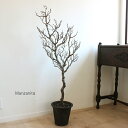 マンザニータ H125cm 造花 フェイクグリーン 観葉植物 CT触媒 消臭 (北海道 沖縄 送料別途 +4000円 東北 送料別途 +2000円)グリーンイン...