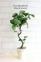 ミニ観葉植物 丸葉ベンジャミン H40 造花 フェイクグリーン 観葉植物 CT触媒の写真