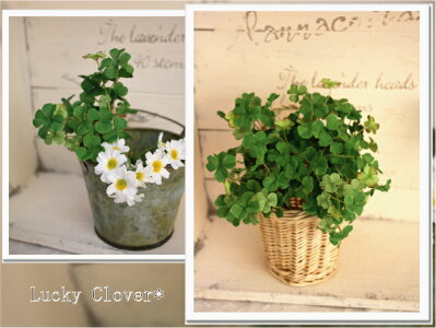 ラッキークローバーピック♪2P【造花・未触媒】【器なし】