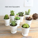 ミニミニサキュレントポット 多肉植物 Succulent 造花 CT触媒 消臭 ギフト プレゼント
