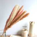 【セール価格】テールリード Dry Flower 50cm ドライフラワー ナチュラル グリーンインテリア リアル インテリア雑貨 オブジェ カフェ ナチュラル ディスプレイ装飾