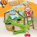 栽培キット 栽培セット 家庭菜園 自由研究 観察 初心者向け 室内 おうち時間 インテリアグリーン おしゃれ かわいい ガーデニング 家庭菜園 プレゼント