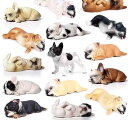 犬 動物 フィギュア おもちゃ 人形 ドール ホビー 子供 玩具 リアル シミュレーション ブルドッグ 柴犬 コレクション インテリア ミニチュア プレゼント かわいい 教育