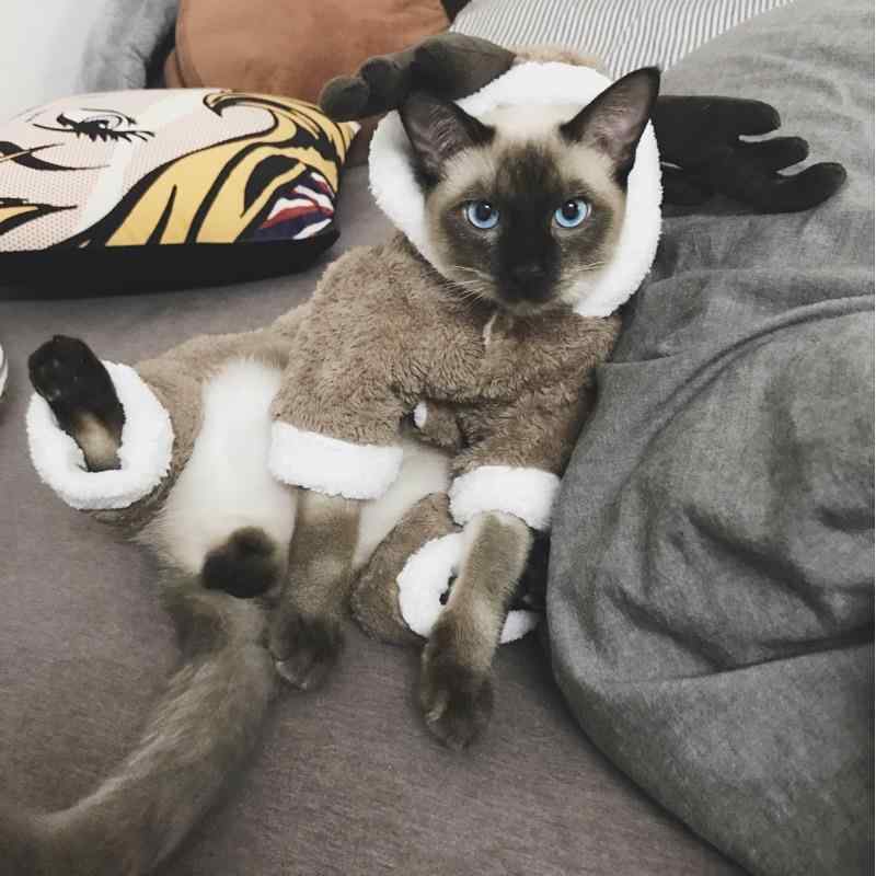ペット品 犬 猫 小型犬 服 秋冬 暖かい 厚手 カジュアル かわいい フード 4本足 トナカイ クリスマス