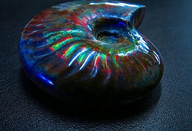【新品】 天然石（原石） 数万個の中の一個★天然マダガスカル産 ★ 両面オパールアンモナイト 化石標本超巨大45g★62mm D825