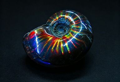 【新品】 天然石（原石） 数万個の中の一個★天然マダガスカル産 ★ 両面オパールアンモナイト 化石標本超巨大23g★48mm D865