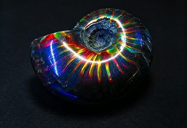 ディ・ヴィルト・ブリッジの【新品】 天然石（原石） 数万個の中の一個★天然マダガスカル産 ★ 両面オパールアンモナイト 化石標本超巨大23g★48mm D865｜アングル2