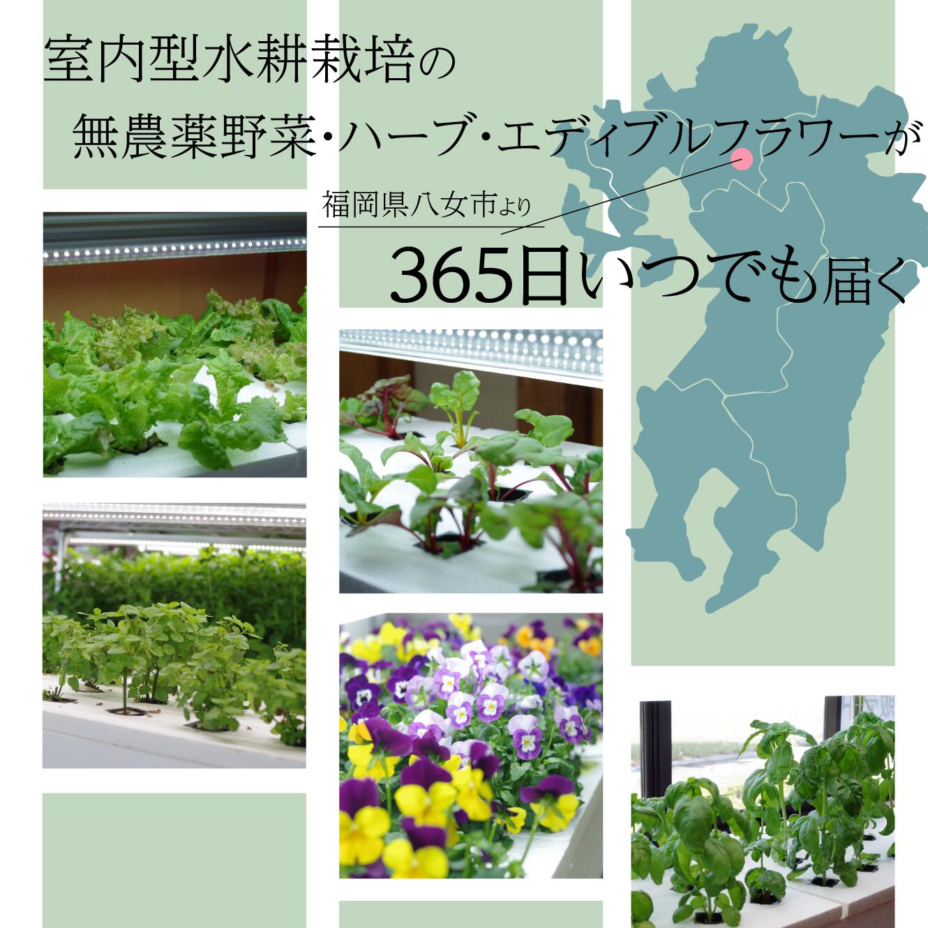 送料無料◆完全無農薬モヒートミント200gパック◆無農薬ハーブティイエルバブエナ観葉植物野菜ハーブ栽培料理ギフト無農薬ミントモヒート送料無料ミントティーミントティカクテルフレッシュハーブ水耕栽培ラベンダーバジルローズマリー