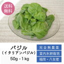 産地直送！受注後、摘取→梱包【福岡県産-　バジル】 選べる容量☆ 50g-100g☆洗わずすぐ使える ...