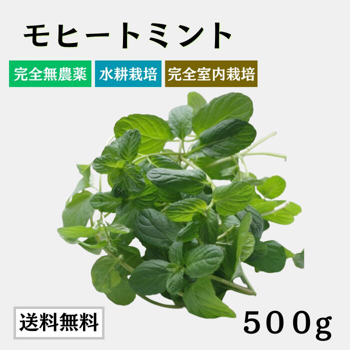 モヒートミント500g【送料無料】 国産 高品質 モヒート専用 モヒート イエルバブエナ ミント 生ミント ハーブ ハーブティ 食用 プレゼント 観葉植物 栽培 料理 送料無料 ミントティー ミントティ カクテル フレッシュハーブ 水耕栽培 お酒 おしゃれ
